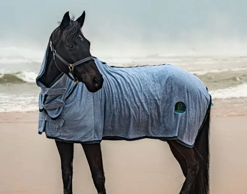 Un cheval portant une couverture sur une plage