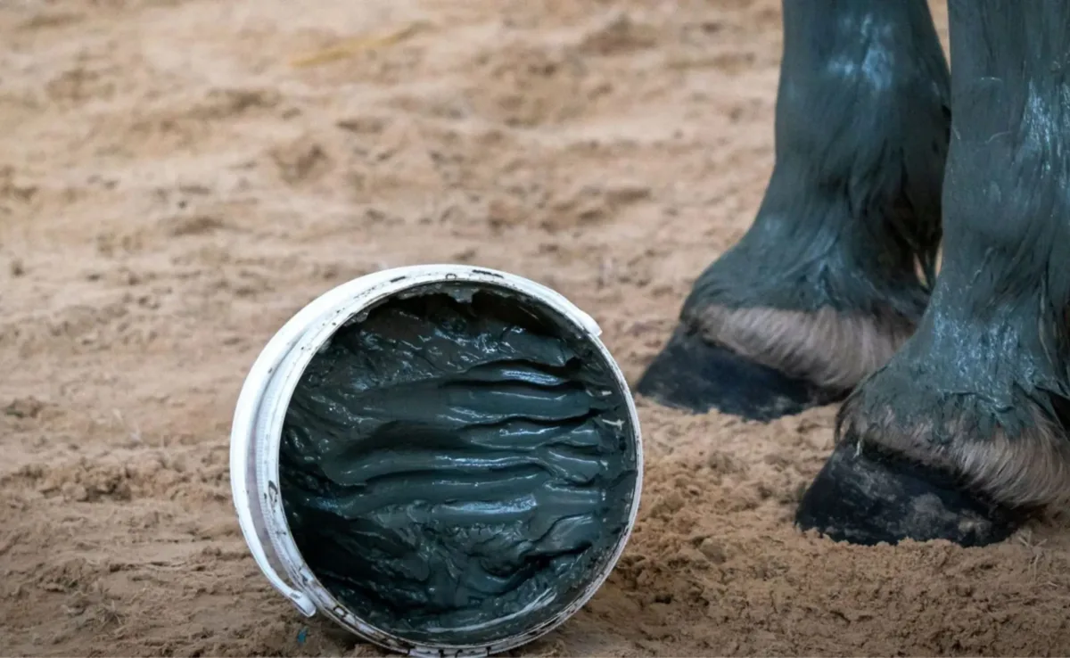 Produits de bien-être animal à base d’algues proposés par Kelpy