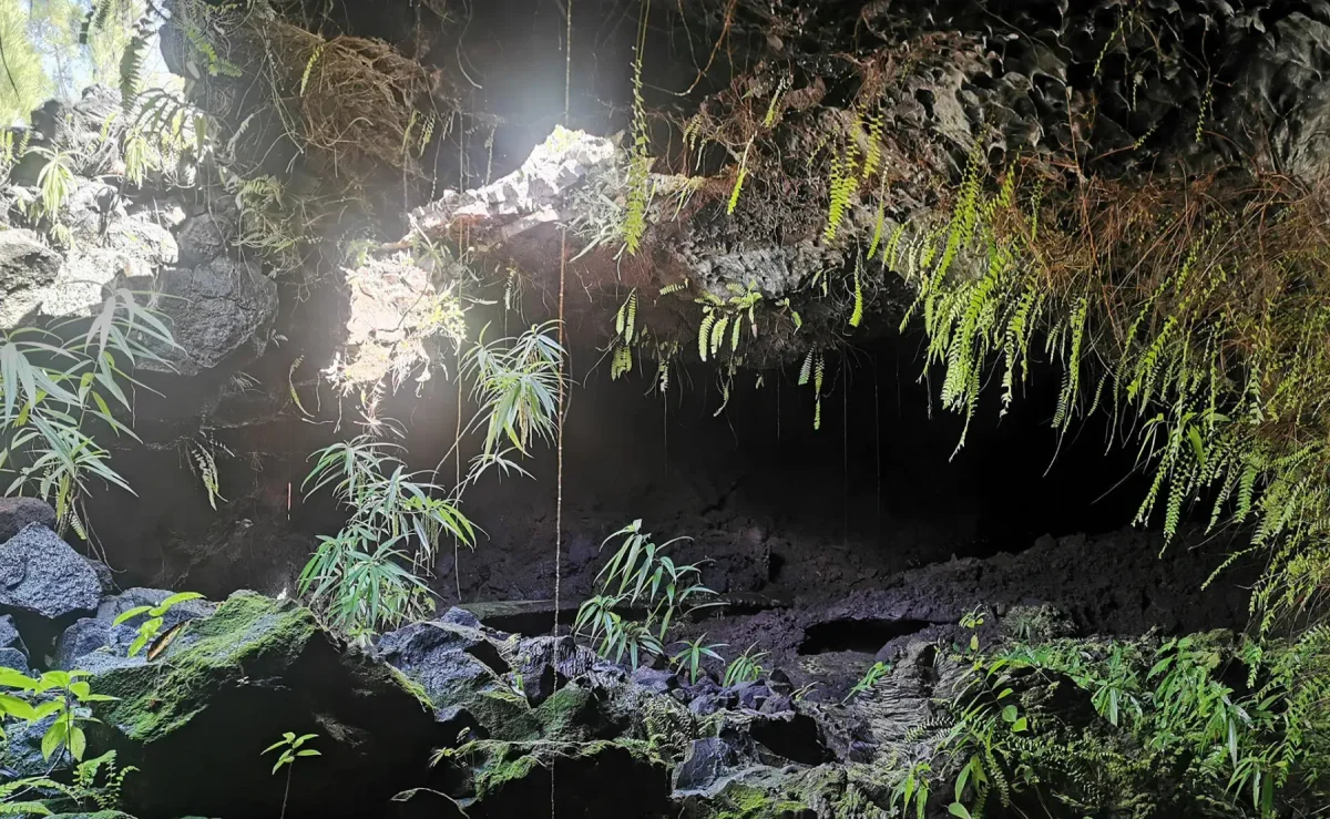 Entrée végétalisée d’un tunnel de lave à La Réunion